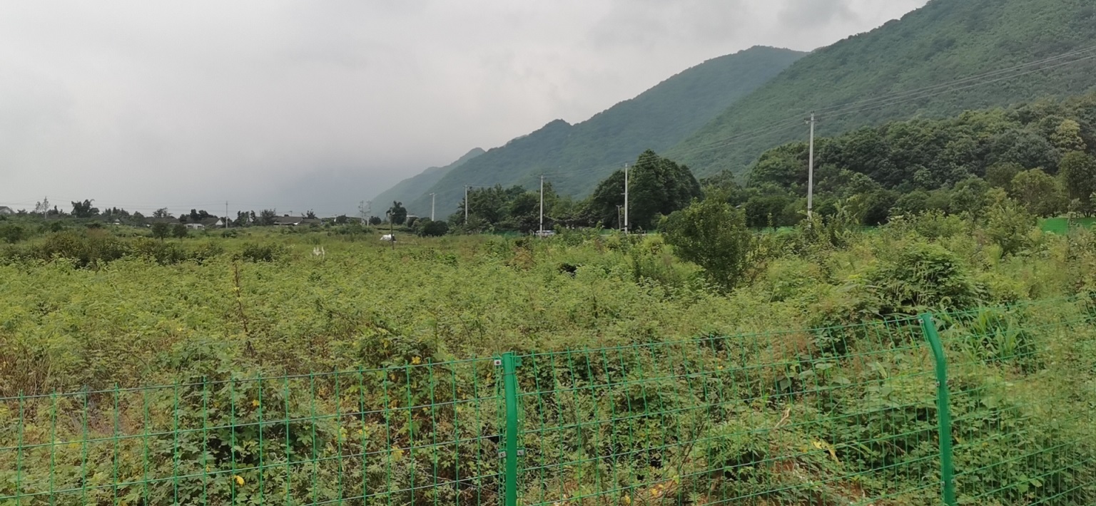 綿竹市玫瑰公園旅游區(qū)商住建設(shè)用地使用權(quán)拍賣(mài)